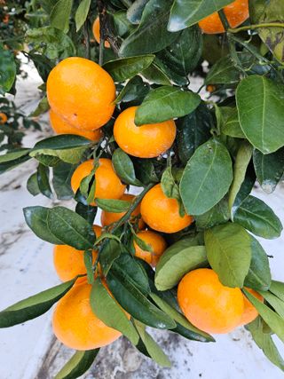 새달귤농장님의 12월 내 작물 자랑하기 · 참여글 작성글 사진