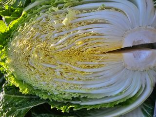 백용기님의 자유주제 · 자유게시판 작성글 사진