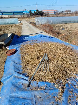 김진영님의 콩 · 영농일지 작성글 사진