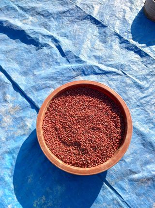 김진영님의 콩 · 영농일지 작성글 사진