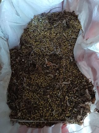 김진영님의 콩 · 영농일지 작성글 사진