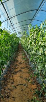 팜모닝 12월 내 작물 자랑하기·참여글 게시글 이미지