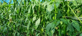 김종영_군산솔라팜님의 12월 내 작물 자랑하기 · 참여글 작성글 사진