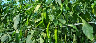 김종영_군산솔라팜님의 12월 내 작물 자랑하기 · 참여글 작성글 사진