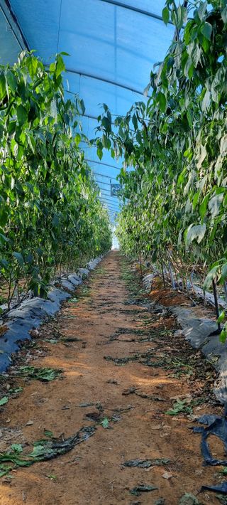 김종영_군산솔라팜님의 12월 내 작물 자랑하기 · 참여글 작성글 사진