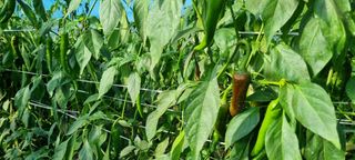 김종영_군산솔라팜님의 12월 내 작물 자랑하기 · 참여글 작성글 사진