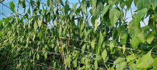 김종영_군산솔라팜님의 12월 내 작물 자랑하기 · 참여글 작성글 사진