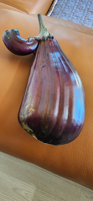 참깨16864님의 12월 내 작물 자랑하기 · 참여글 작성글 사진