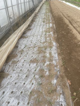 미래의 의사는 농부님의 파 · 자유게시판 작성글 사진