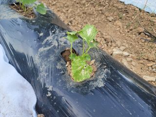 총각초보농군님의 오이 · 병해충상담 작성글 사진