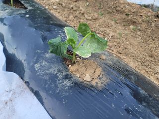 총각초보농군님의 오이 · 병해충상담 작성글 사진