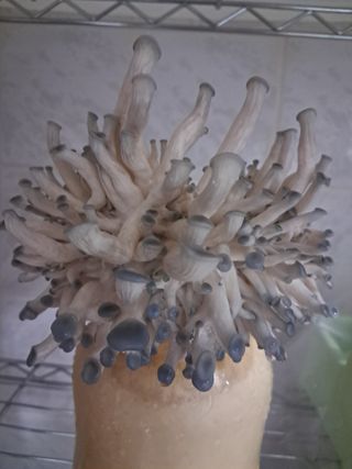 장은주님의 12월 내 작물 자랑하기·참여글 작성글 사진