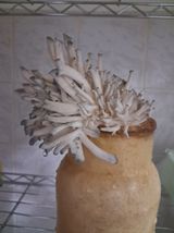 장은주님의 12월 내 작물 자랑하기·참여글 작성글 사진