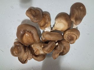 장은주님의 12월 내 작물 자랑하기 · 참여글 작성글 사진