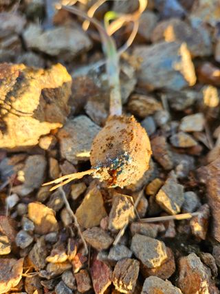 김기만님의 마늘 · 병해충상담 작성글 사진