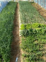 팜모닝 기타작물·자유게시판 게시글 이미지