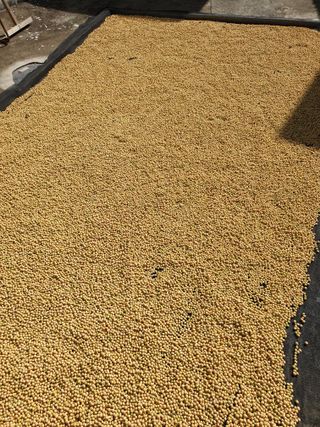 도시부부농부님의 콩 · 자유게시판 작성글 사진