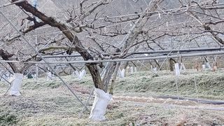 달맛햇복숭아농원님의 자유주제 · 사진전 작성글 사진