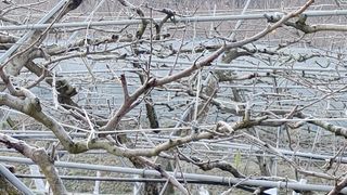 달맛햇복숭아농원님의 자유주제 · 사진전 작성글 사진