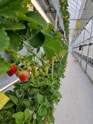 강보묵님의 딸기 · 시세•판로 작성글 사진