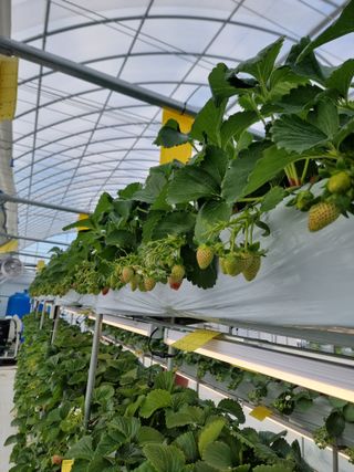 강보묵님의 딸기 · 시세•판로 작성글 사진