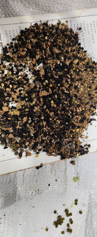 이동주님의 콩 · 영농일지 작성글 사진