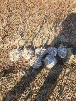 일심묘목농원님의 기타작물 · 자유게시판 작성글 사진