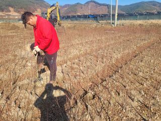 일심묘목농원님의 기타작물 · 자유게시판 작성글 사진