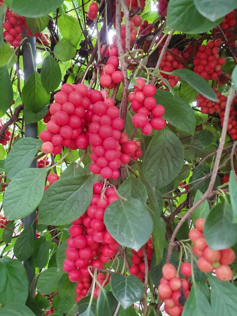 장터 상품 [오미자 즙 ] 썸네일