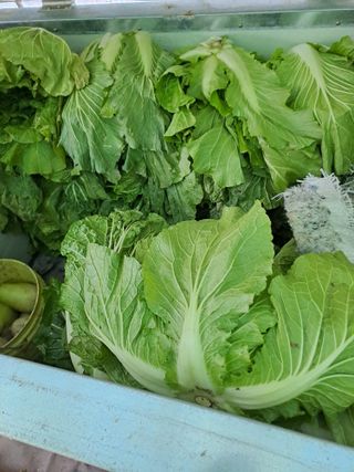 김성문님의 감 · 영농일지 작성글 사진