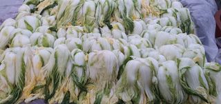 행복한사피님의 자유주제 · 자유게시판 작성글 사진