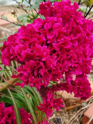 다육사랑 루루사랑님의 12월 내 작물 자랑하기 · 참여글 작성글 사진