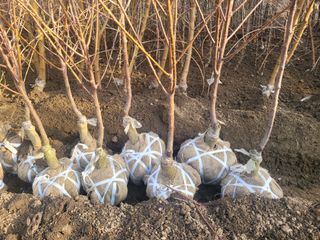 일심묘목농원님의 기타작물 · 자유게시판 작성글 사진