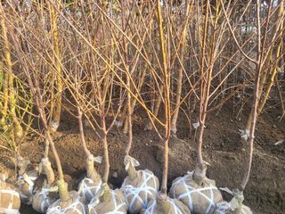 일심묘목농원님의 기타작물 · 자유게시판 작성글 사진