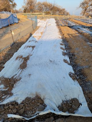 김동수님의 마늘 · 자연재해•동물피해 작성글 사진