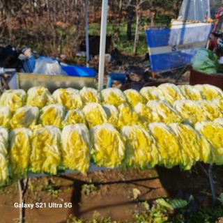 이천산수유님의 12월 내 작물 자랑하기 · 참여글 작성글 사진