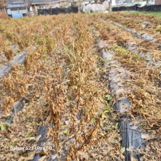 이천산수유님의 12월 내 작물 자랑하기 · 참여글 작성글 사진