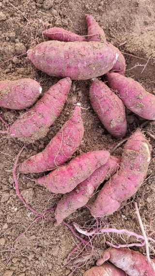 이천산수유님의 12월 내 작물 자랑하기 · 참여글 작성글 사진