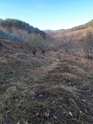 낙엽교목류21691님의 복숭아 · 자유게시판 작성글 사진