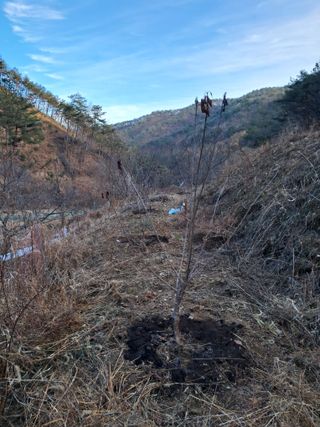 낙엽교목류21691님의 복숭아 · 자유게시판 작성글 사진