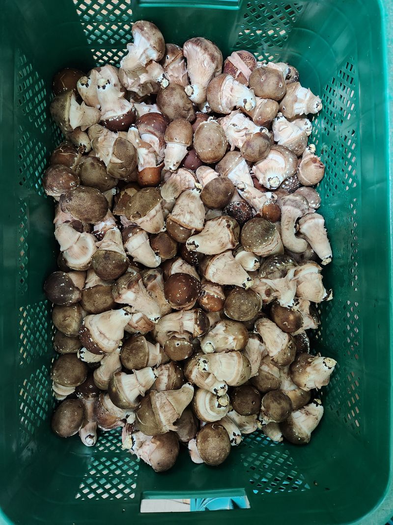 장터 상품 [참송이버섯 10kg 수량한정 특가판매 무조건 1kg] 썸네일