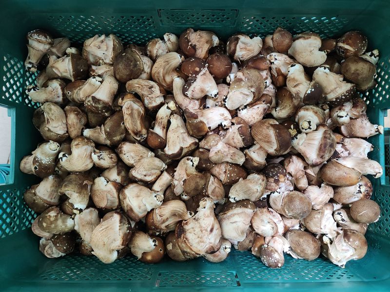 박광희님의 장터 판매 상품 [참송이버섯 10kg 수량한정 특가판매 무조건 1kg] 첨부 사진