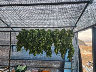 강신규님의 12월 내 작물 자랑하기 · 참여글 작성글 사진