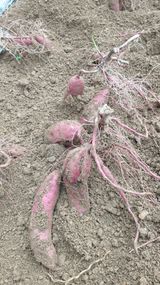 팜모닝 12월 내 작물 자랑하기·참여글 게시글 이미지