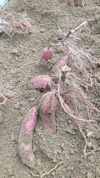 조한우님의 12월 내 작물 자랑하기 · 참여글 작성글 사진