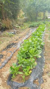 팜모닝 12월 내 작물 자랑하기·참여글 게시글 이미지