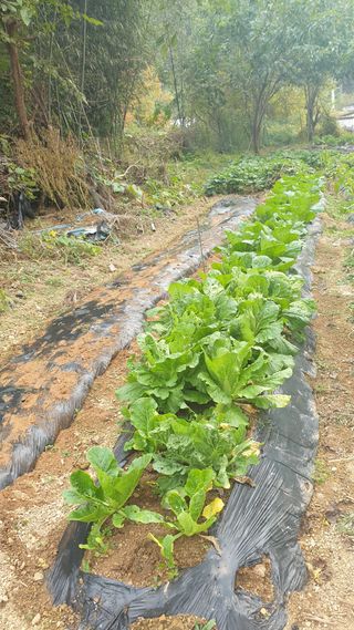 조한우님의 12월 내 작물 자랑하기 · 참여글 작성글 사진