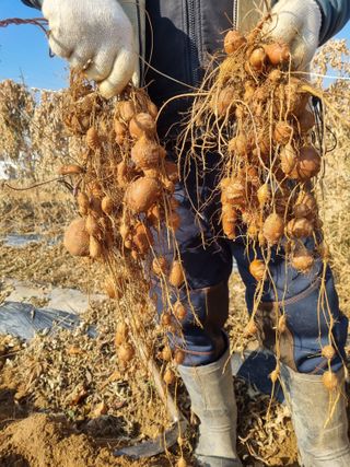 김한수님의 12월 내 작물 자랑하기·참여글 작성글 사진