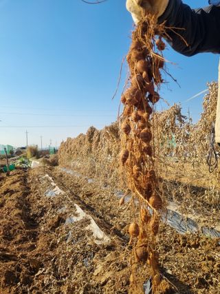 김한수님의 12월 내 작물 자랑하기 · 참여글 작성글 사진