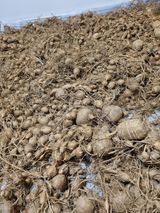 김한수님의 12월 내 작물 자랑하기·참여글 작성글 사진